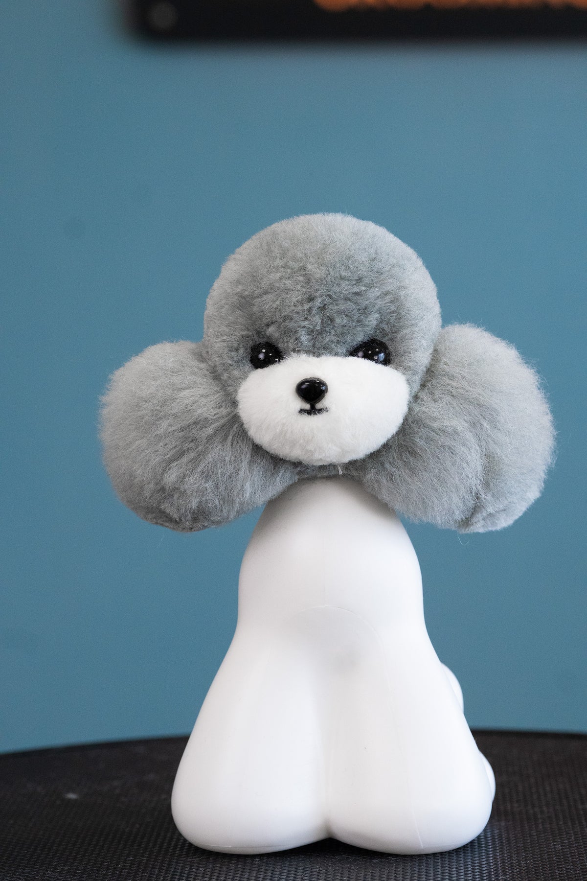 Teddy head fur, grey with white muzzle – ears drooping