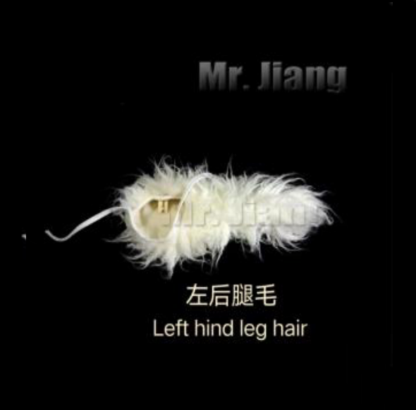 Fur for the left hind leg
