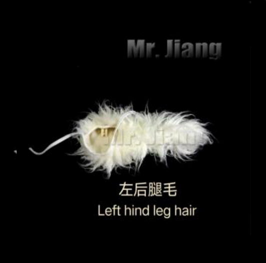 Fell für das linke Hinterbein (Left hind leg hair)